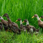 Bali Duck Guide: Appearance, Care, Eggs, and Crest Genetics