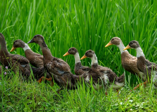 Bali Duck Guide: Appearance, Care, Eggs, and Crest Genetics
