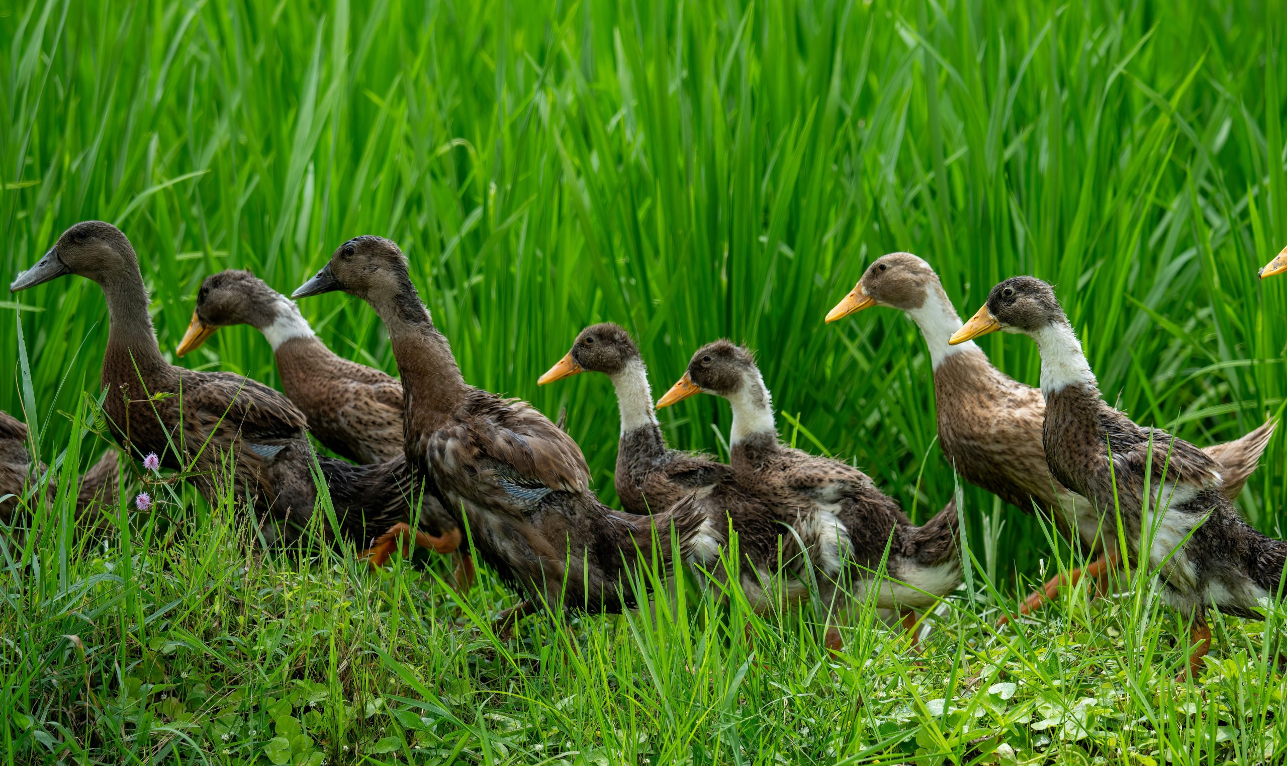 Bali Duck Guide: Appearance, Care, Eggs, and Crest Genetics