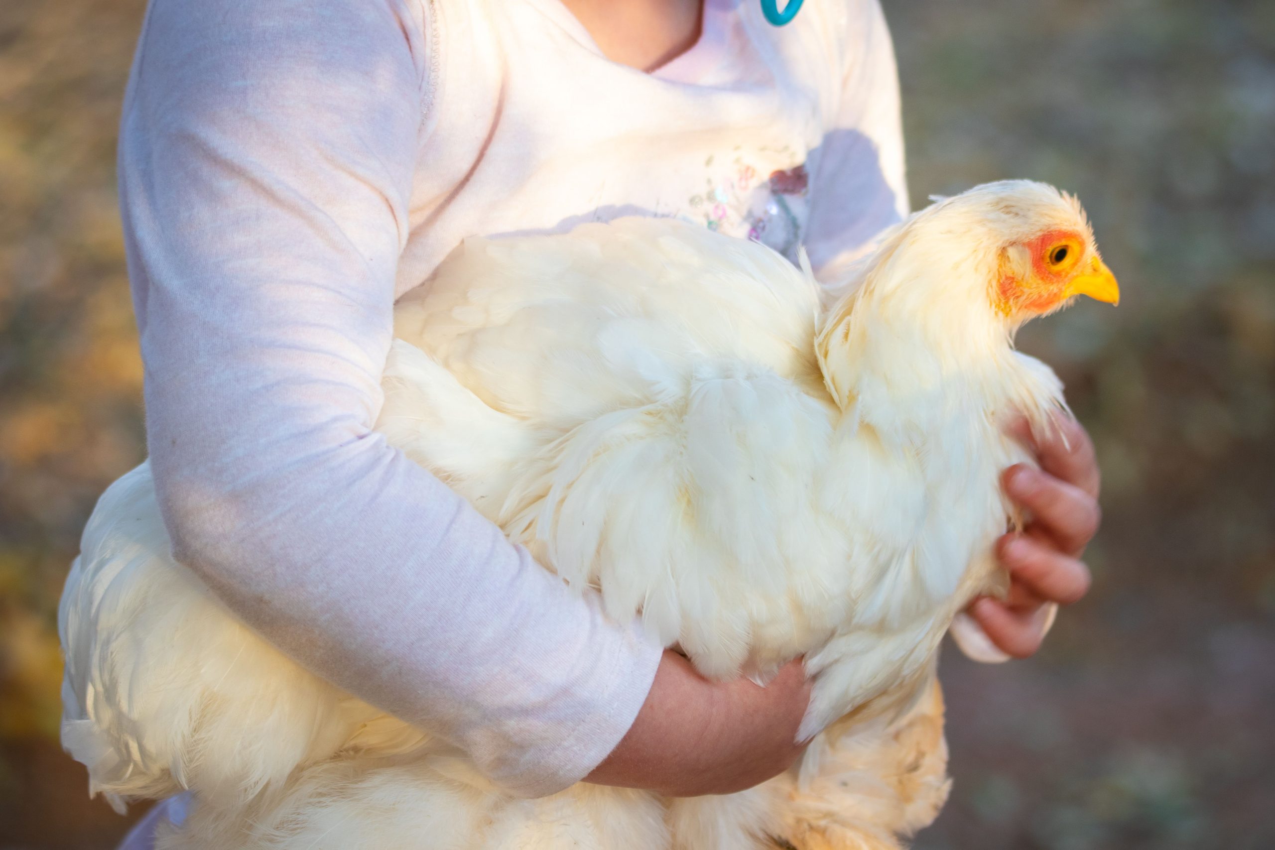 From Scatter to Hand for backyard chickens