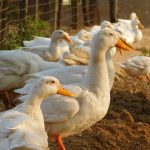 How to Help Backyard Ducks Feel Safer Around You: 8 Gentle Steps