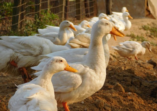 How to Help Backyard Ducks Feel Safer Around You: 8 Gentle Steps