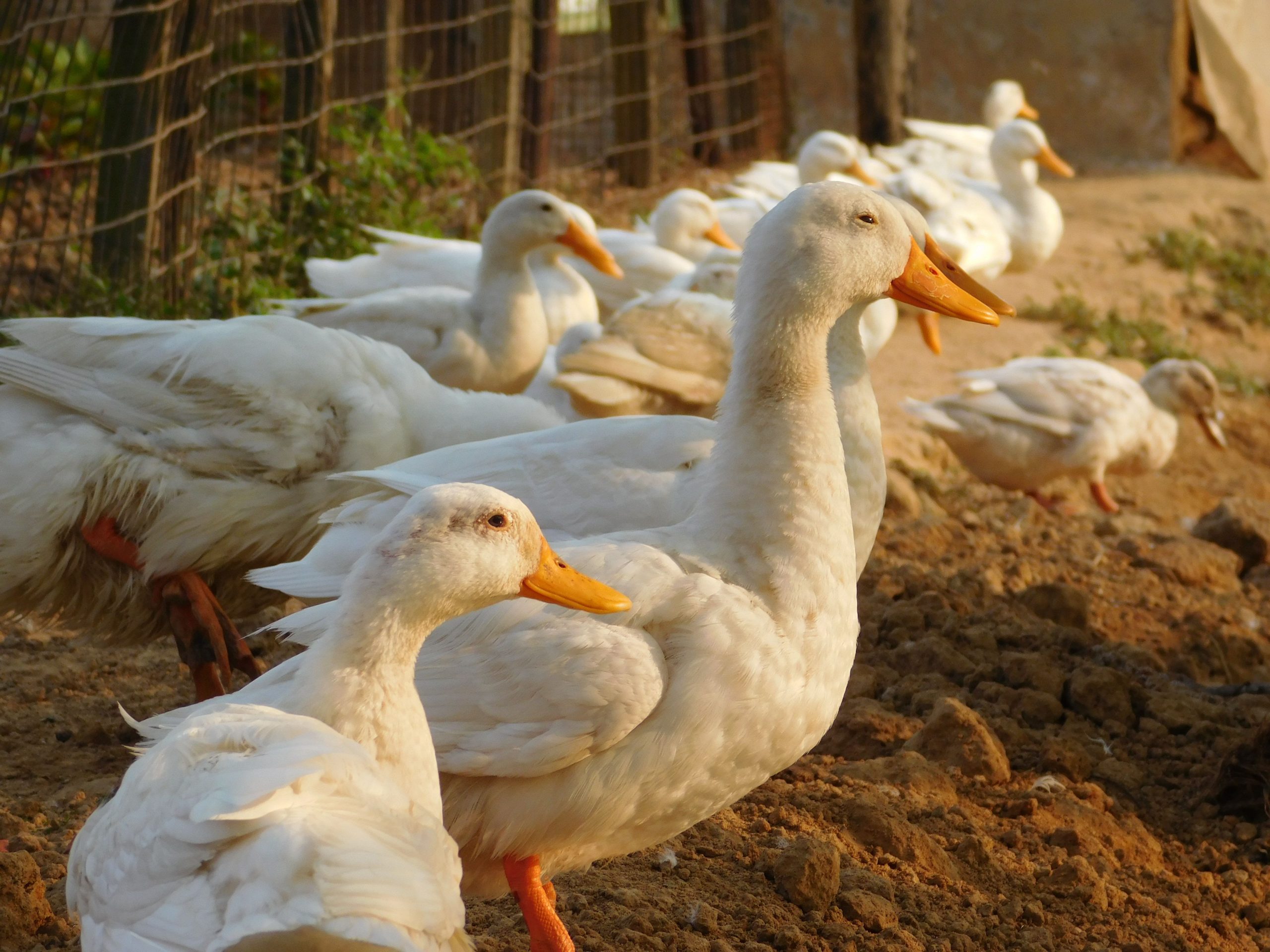 How to Help Backyard Ducks Feel Safer Around You: 8 Gentle Steps