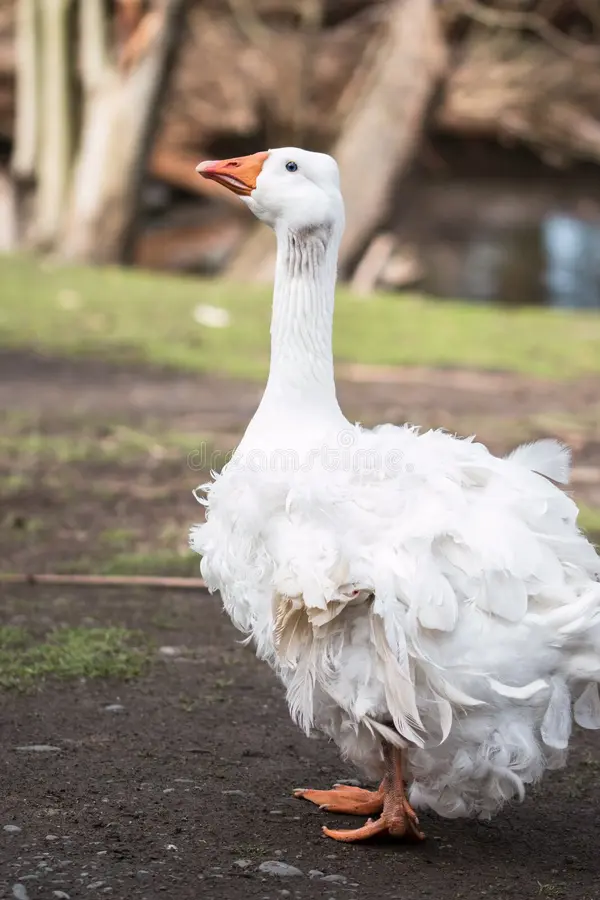 Breed 5: Sebastopol — The Most Beautiful Breed Available