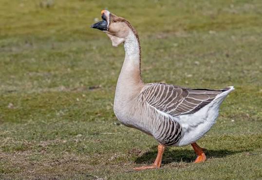 Breed 3: African — The Alert and Distinctive