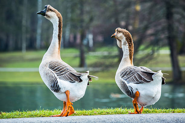 Breed 4: Chinese — The Most People-Oriented Breed