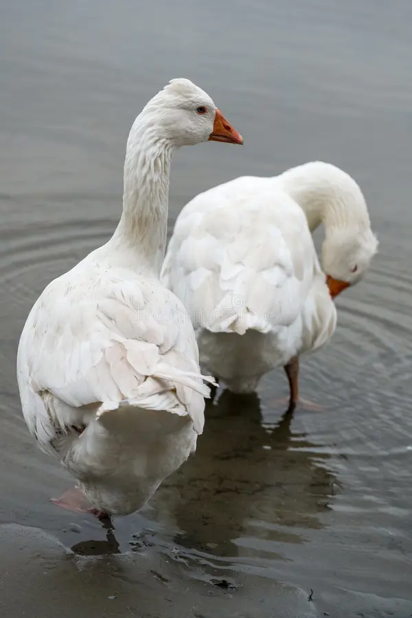 Breed 8: Roman Tufted — The Compact, Friendly Option