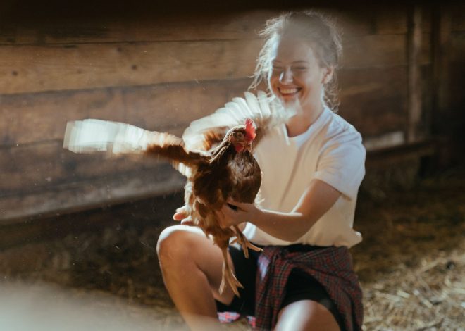 How to Help Chickens Feel Safer Around You: 8 Gentle Steps