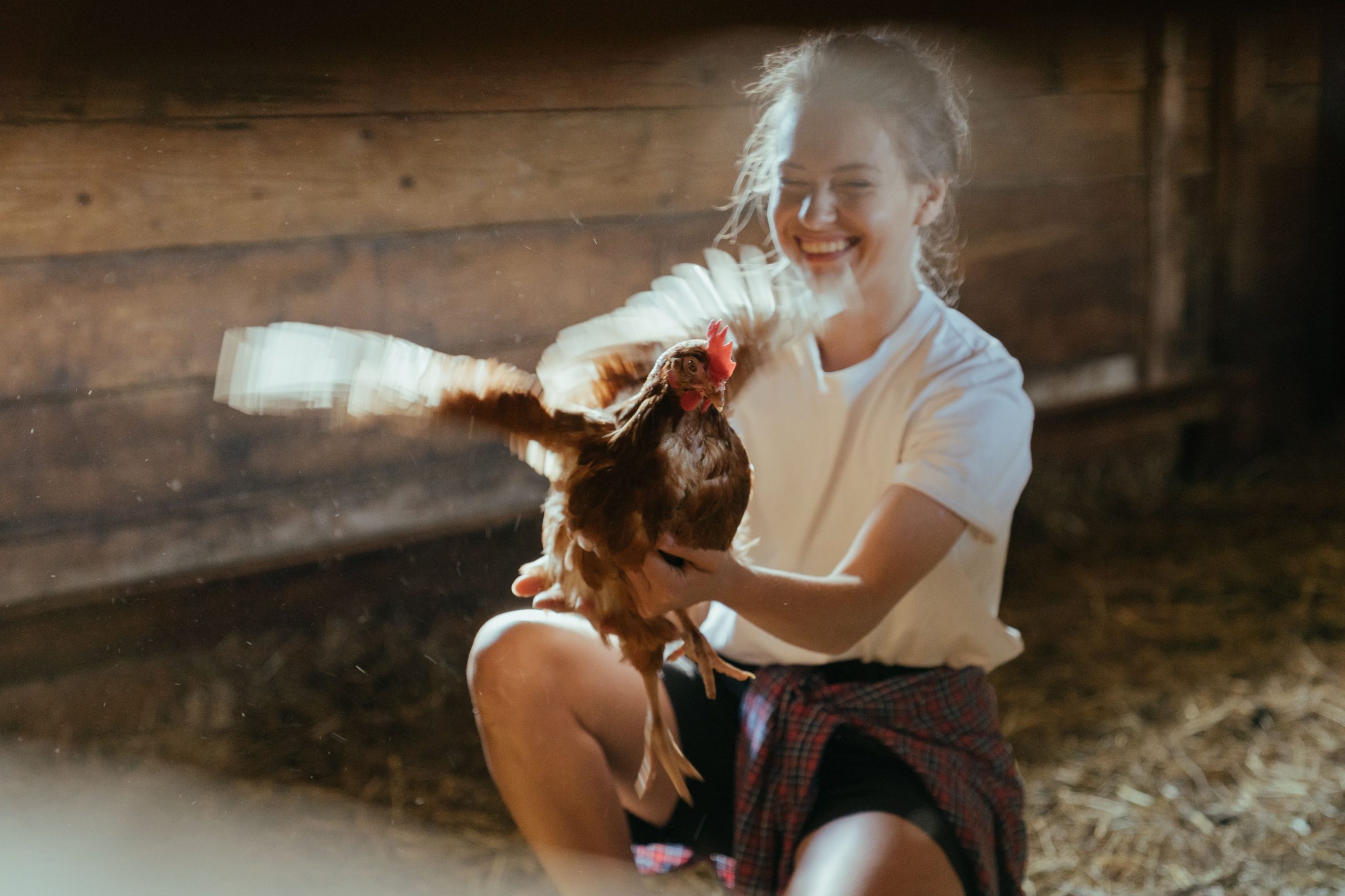 How to Help Chickens Feel Safer Around You: 8 Gentle Steps