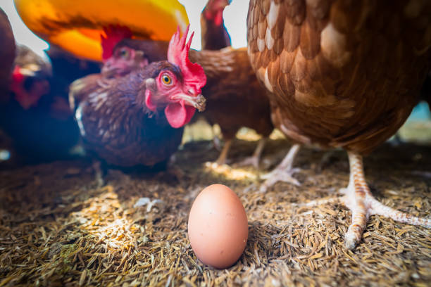 After the Signs for backyard chickens