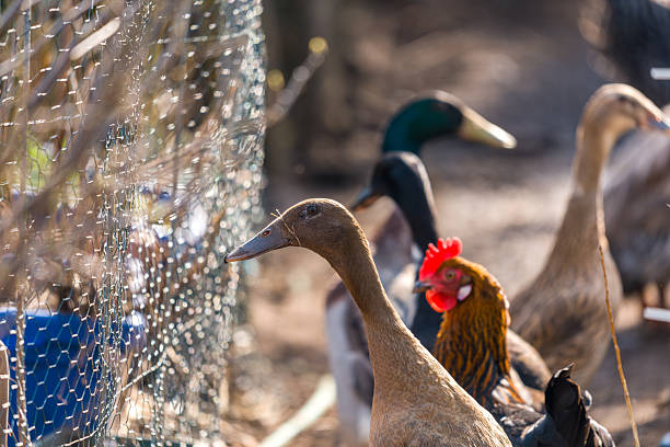 Task 4: Secure the Coop (2 minutes)