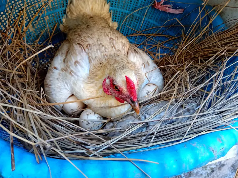 Vocalizing Differently for backyard chickens