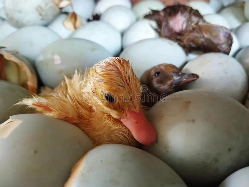 Egg Production: Published Data and Individual Variation