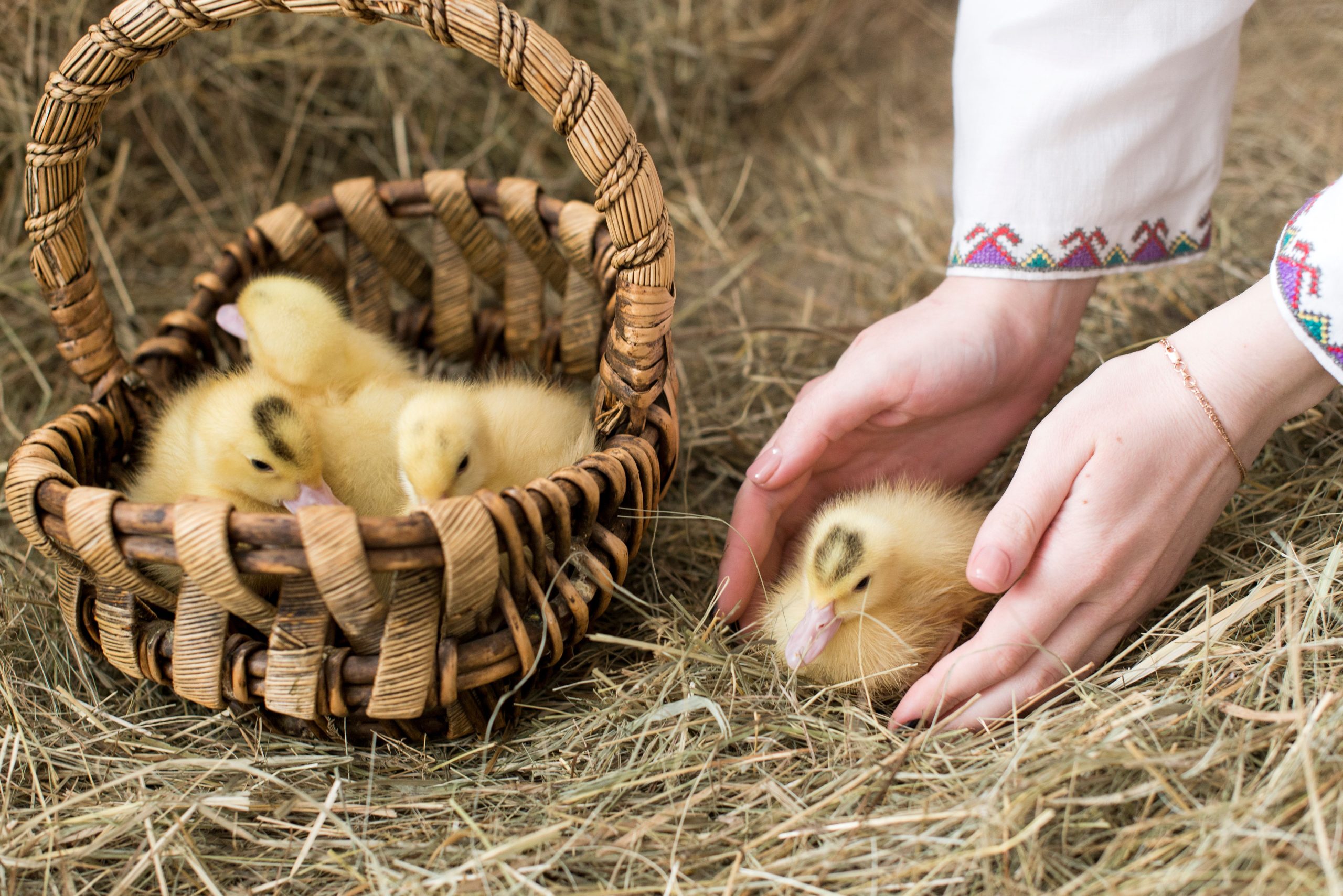 Introduce Touch for backyard ducks