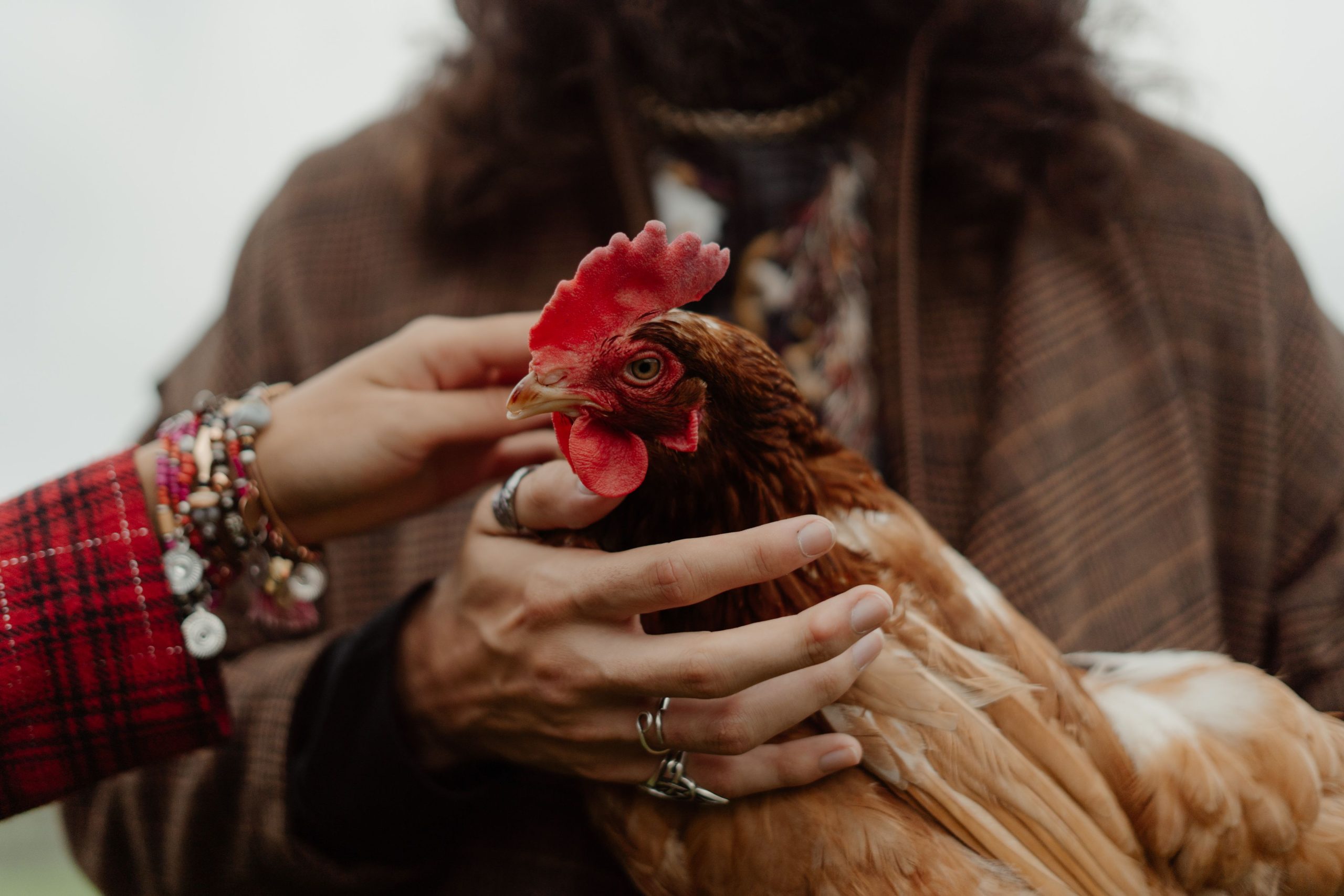 Introducing Touch for backyard chickens