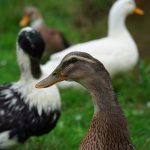 The Ultimate Duck Care Daily Routine — What 15 Minutes Morning and Evening Actually Looks Like