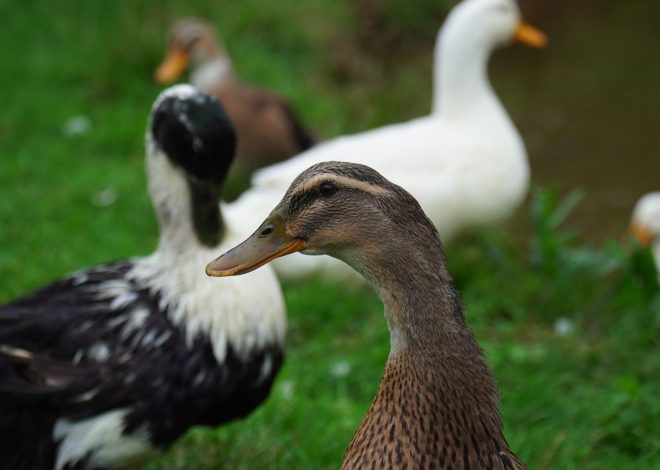 The Ultimate Duck Care Daily Routine — What 15 Minutes Morning and Evening Actually Looks Like