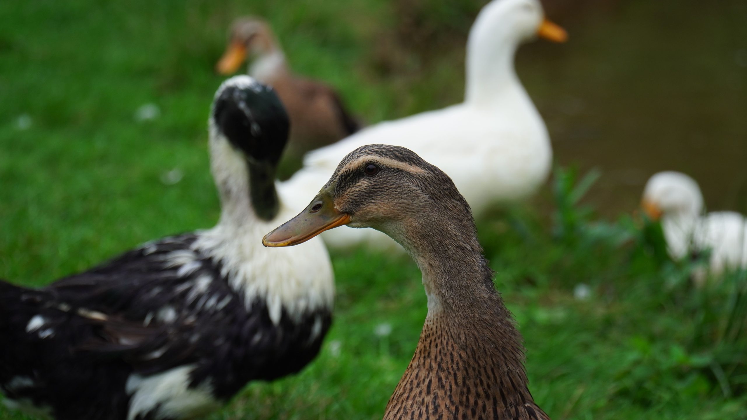 The Ultimate Duck Care Daily Routine — What 15 Minutes Morning and Evening Actually Looks Like