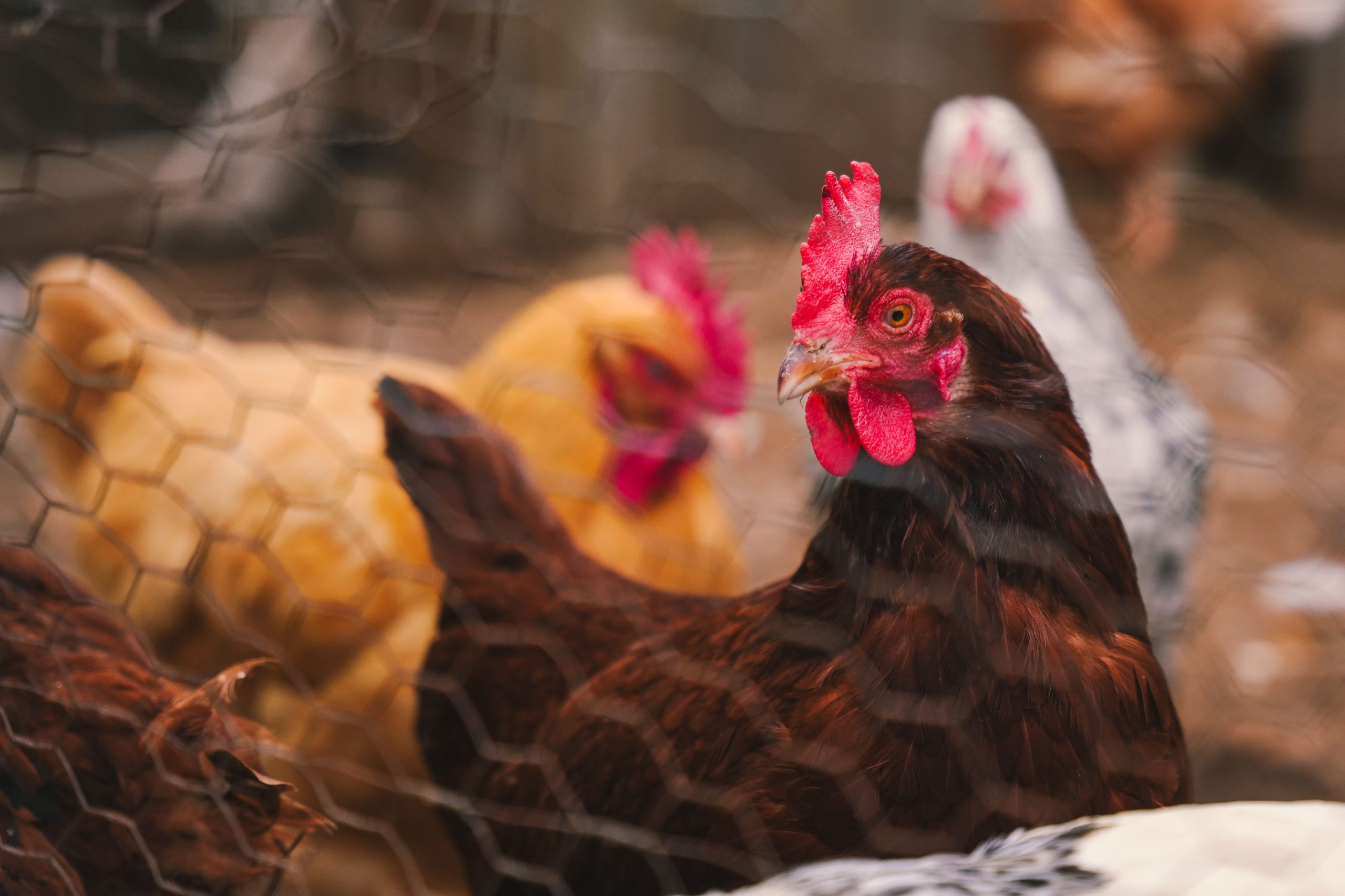Chicken's Relationship With Trust