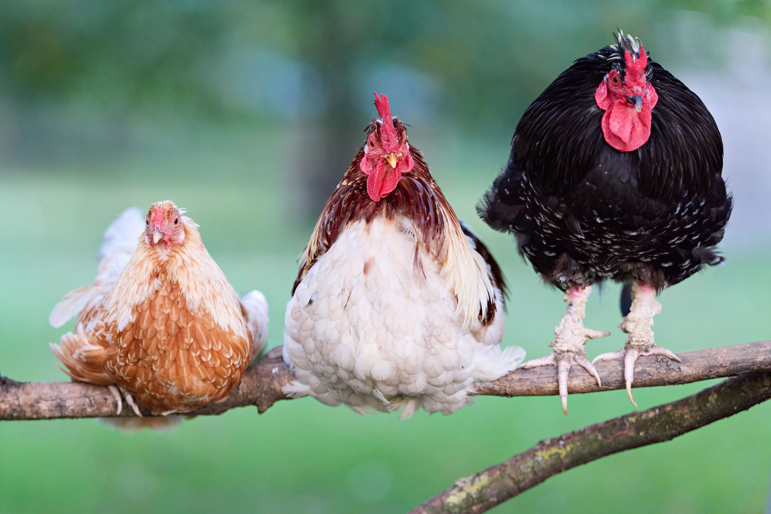 Breed Selection Matters for backyard chickens