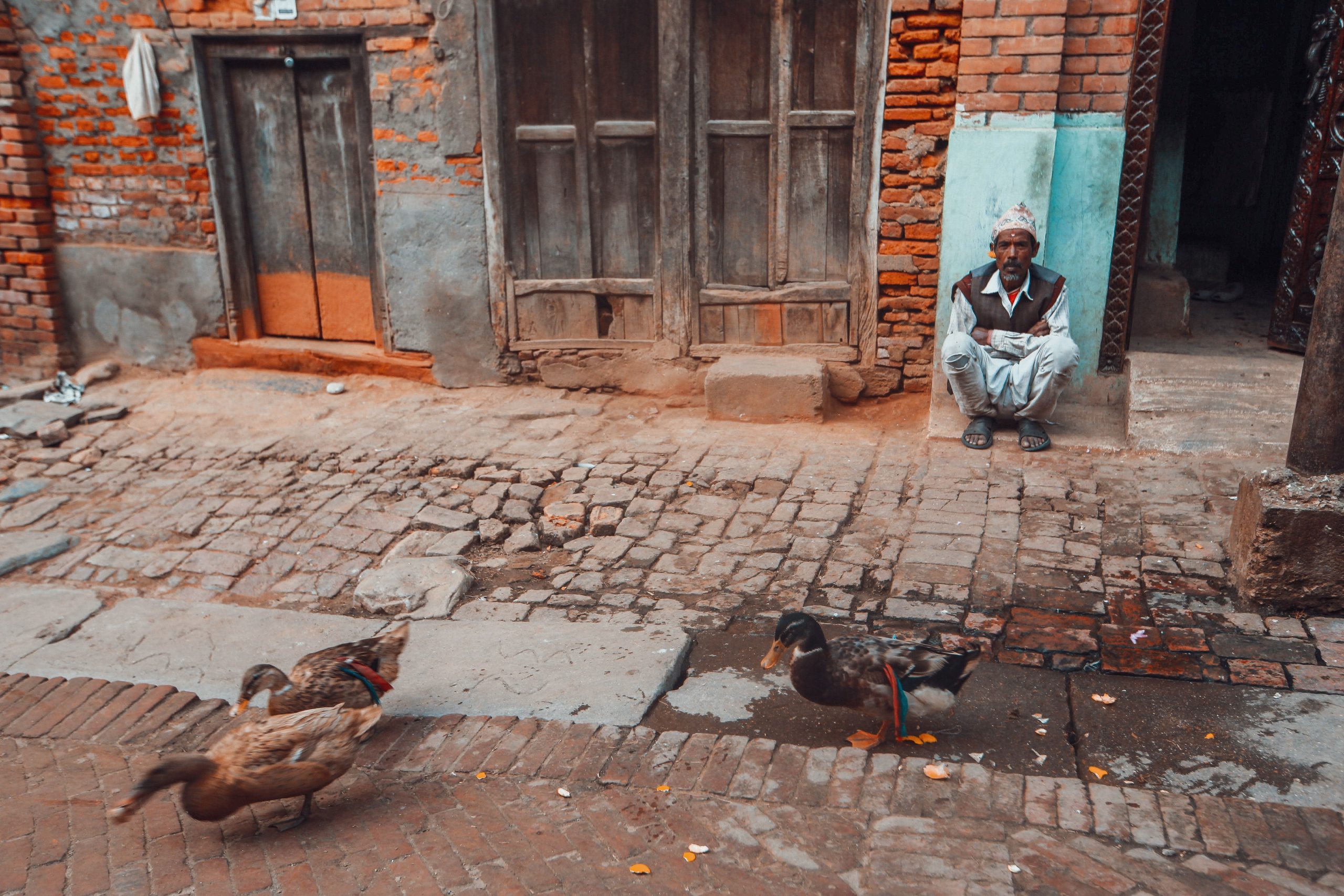 Sit With Them for backyard ducks