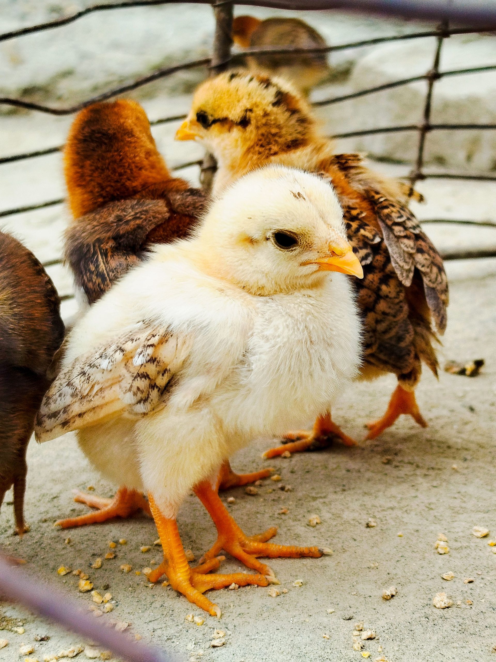 Daily Handling for Young Birds for backyard chickens