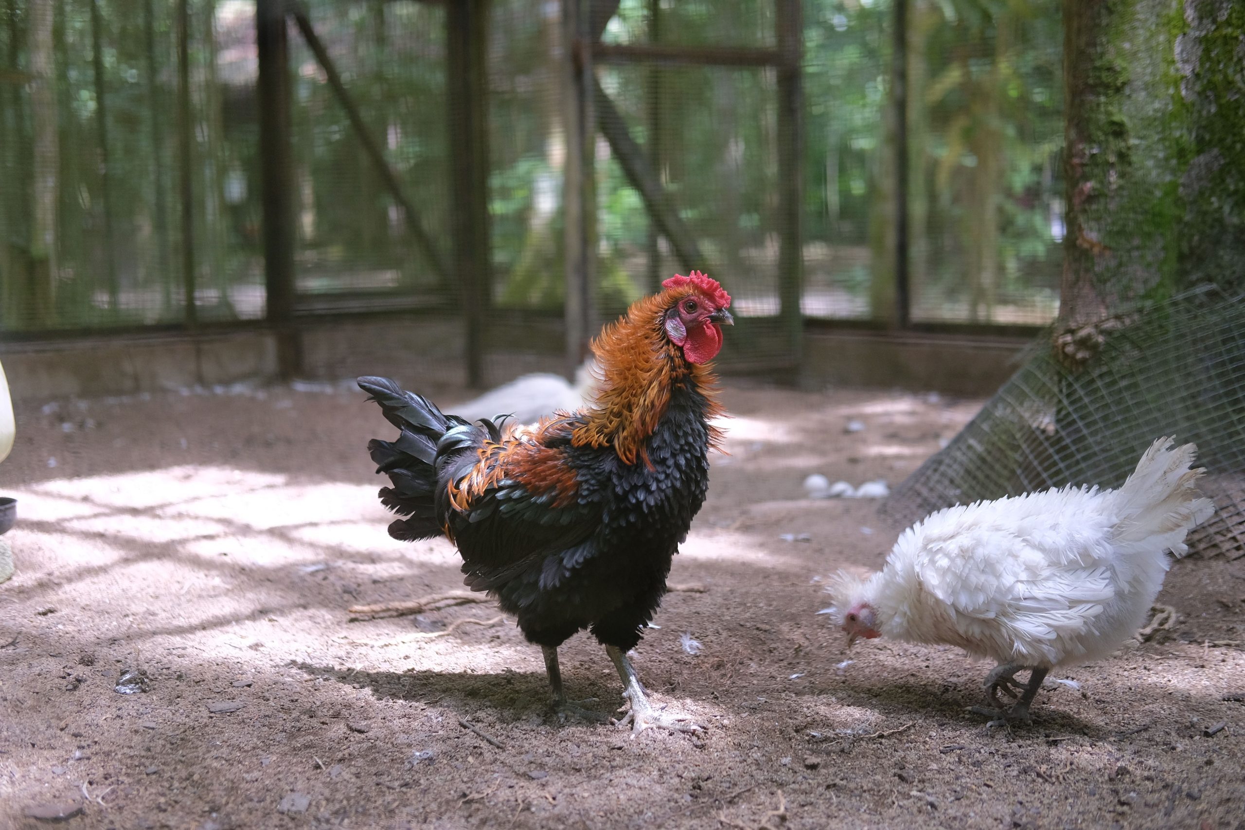 Daily Presence for backyard chickens