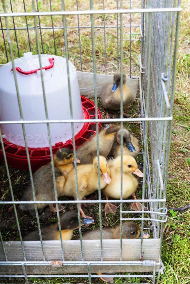Task 1: Open the Coop — And Watch How They Come Out (2 minutes)