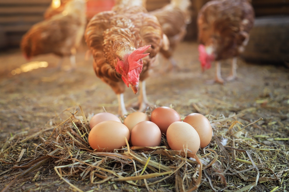 Bright Red Comb and Wattles for backyard chickens