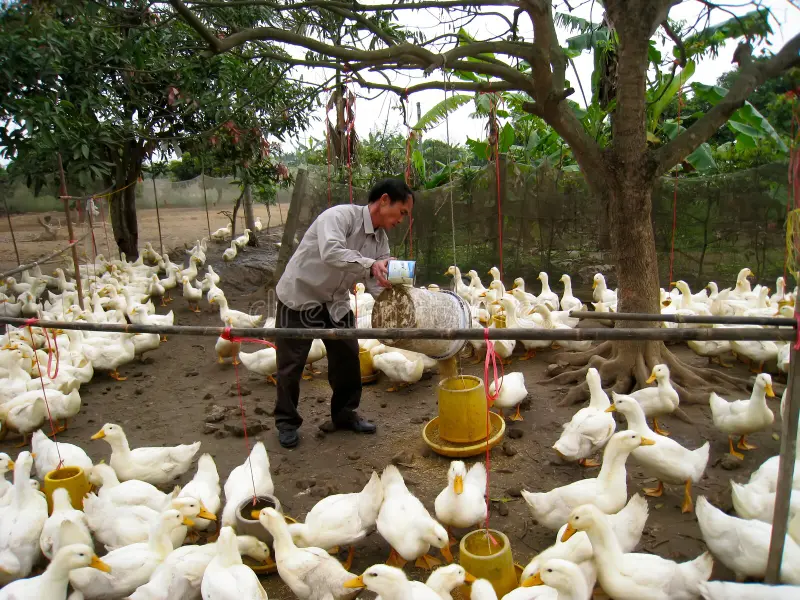 Task 2: Guide the Flock In (3 minutes)