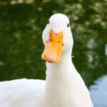 10 Safe Duck Enrichment Ideas for a More Engaging Flock