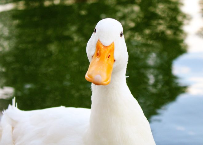 10 Safe Duck Enrichment Ideas for a More Engaging Flock