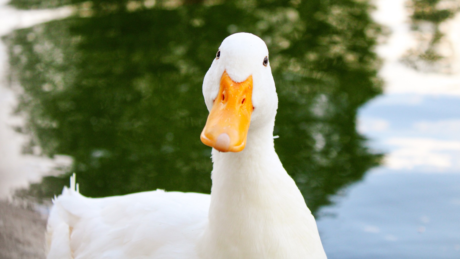 10 Safe Duck Enrichment Ideas for a More Engaging Flock