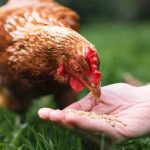 10 Plants for a Chicken-Friendly Garden—Treats, Shade, and Enrichment