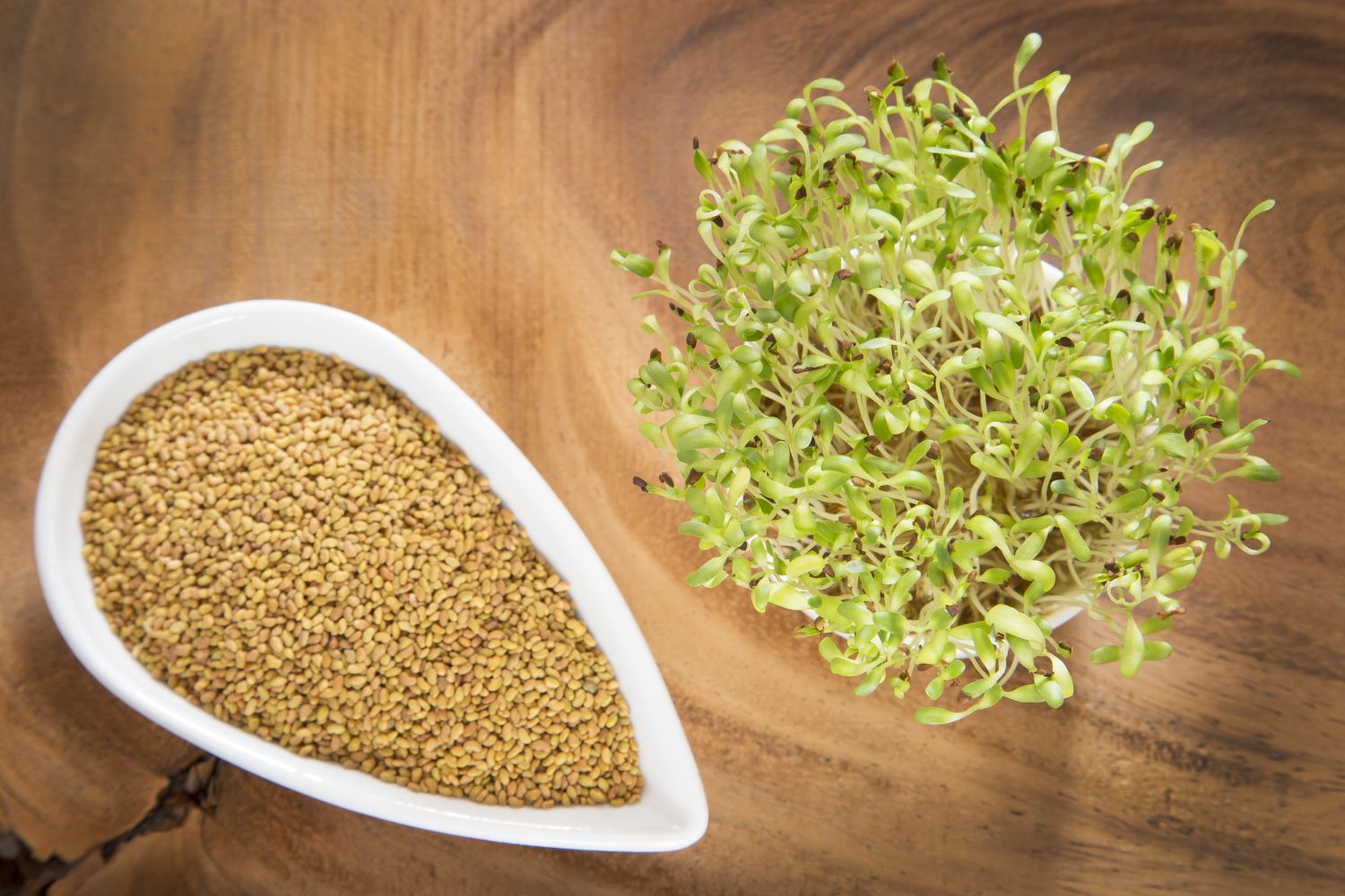 Alfalfa for backyard chickens