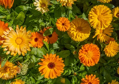Calendula for backyard chickens