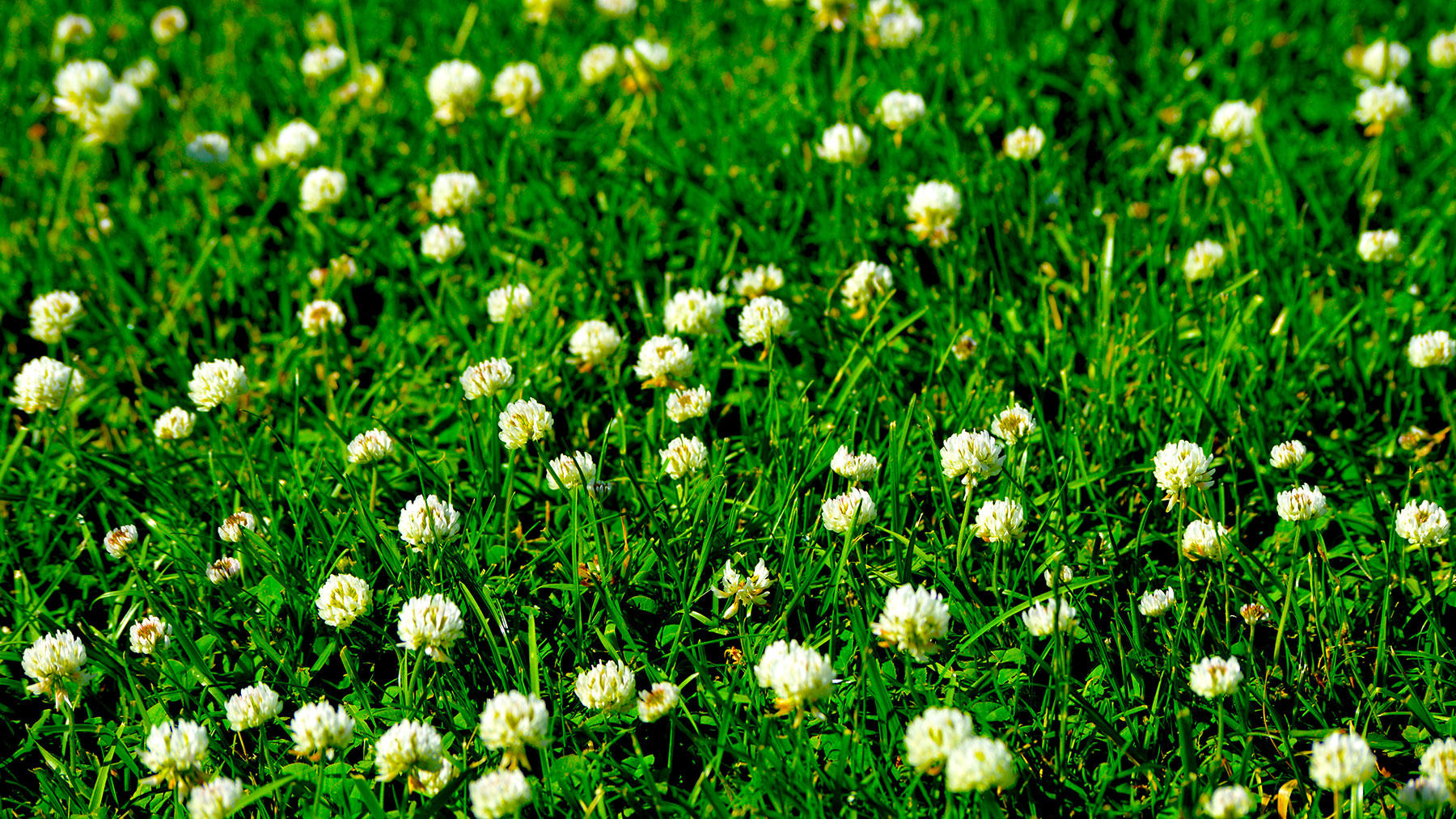 Clover for backyard chickens