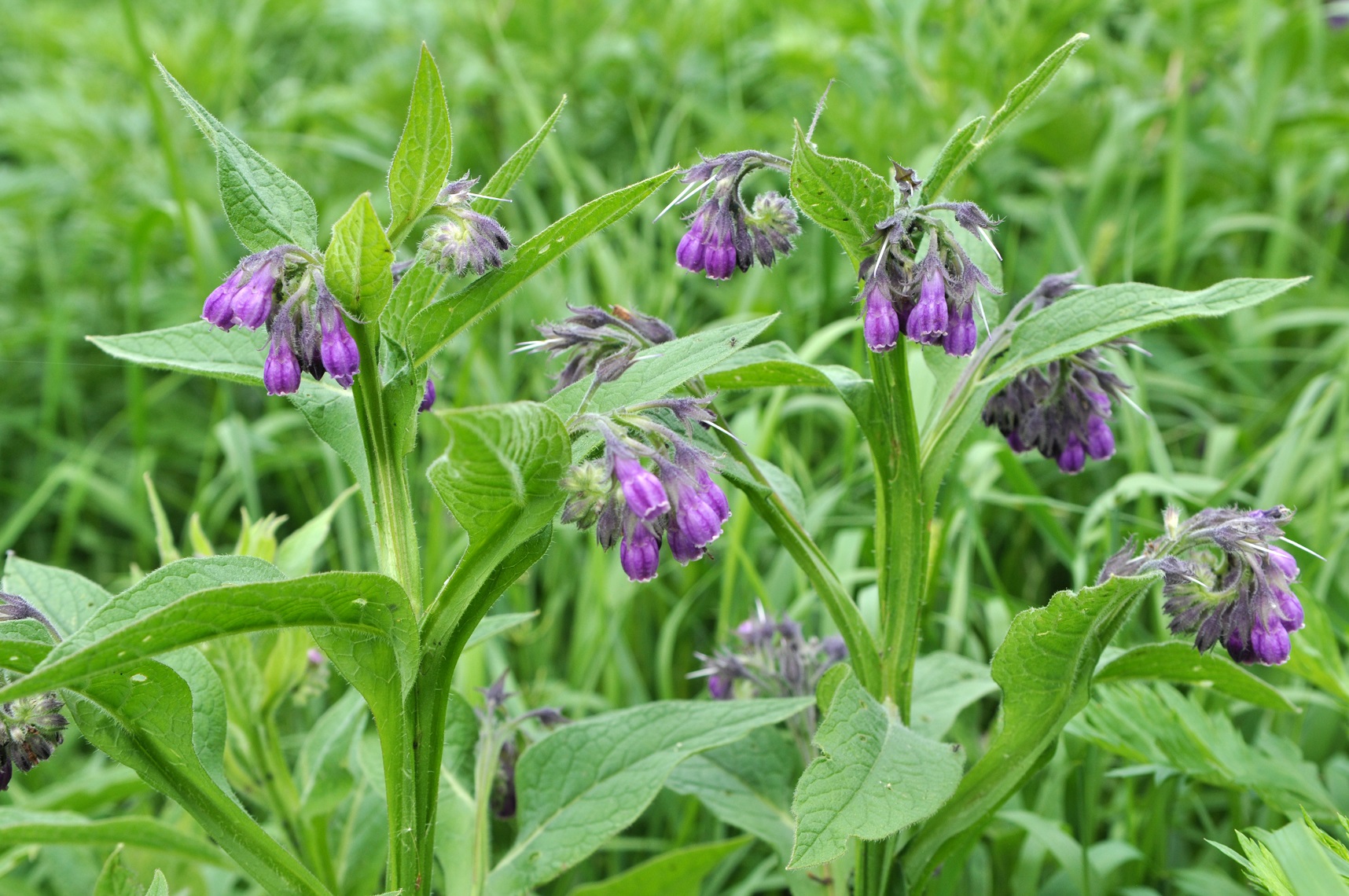 Comfrey for backyard chickens