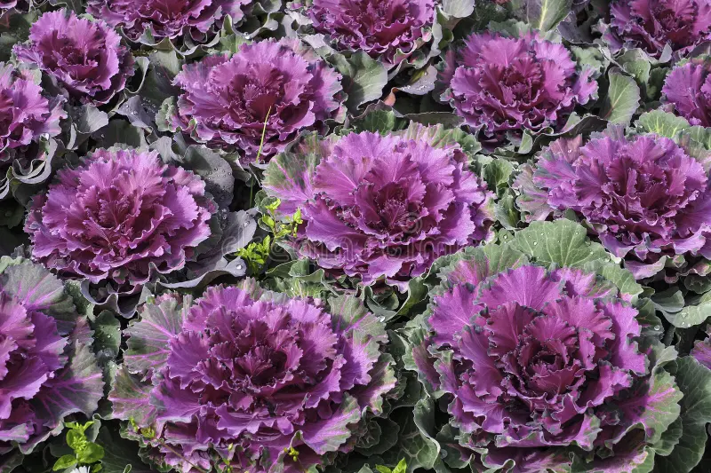 Kale and the Brassica Family for backyard chickens