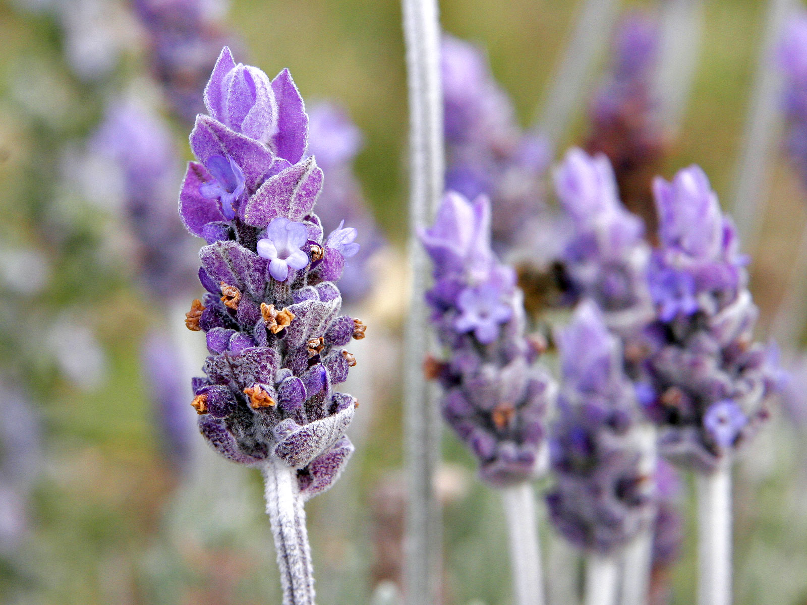 Lavender for backyard chickens