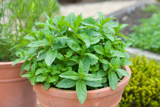 Mint for backyard chickens