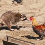 Raccoons Keep Getting In? Build This 8-Layer Defense for a Safer Chicken Coop