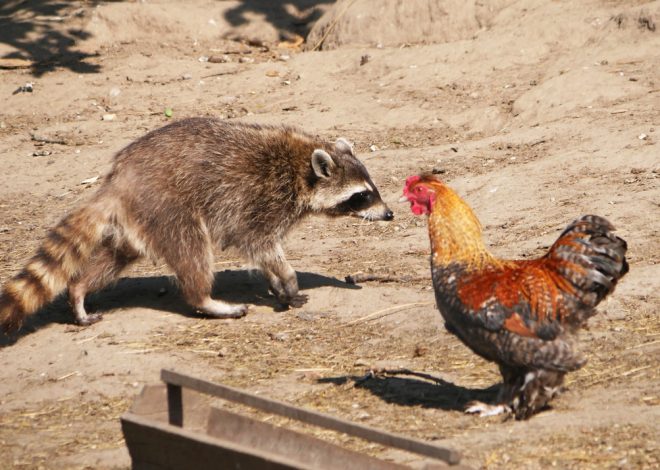 Raccoons Keep Getting In? Build This 8-Layer Defense for a Safer Chicken Coop