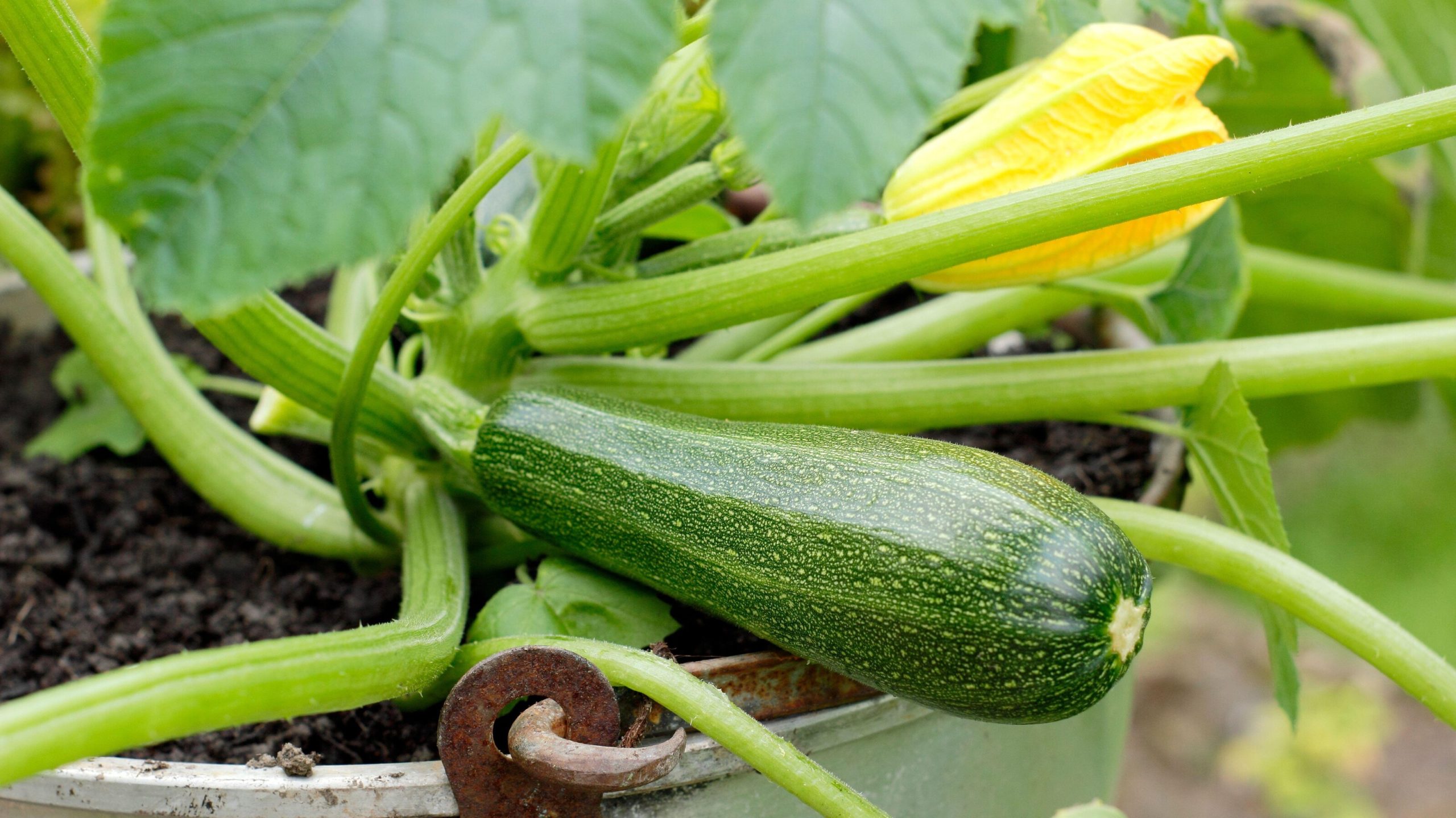 Squash for backyard chickens