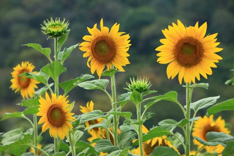 Sunflowers for backyard chickens